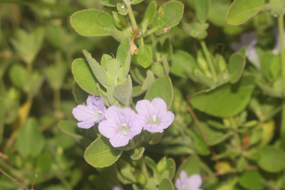 Ruellia patula Jacq.